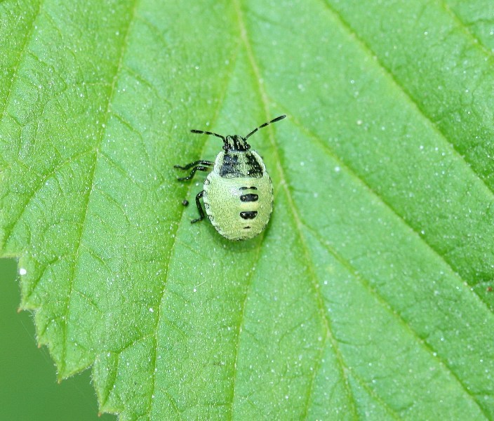 Neanide di Palomena sp.